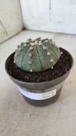 ASTROPHYTUM ASTERIAS Nº 848 – vaso 11 - Imagem 10