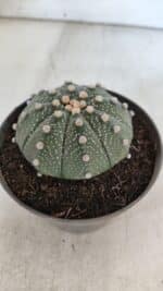 ASTROPHYTUM ASTERIAS Nº 848 – vaso 11 - Imagem 9