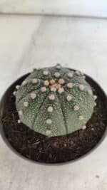 ASTROPHYTUM ASTERIAS Nº 848 – vaso 11 - Imagem 8