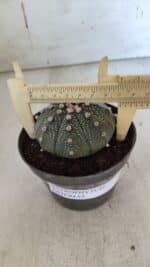 ASTROPHYTUM ASTERIAS Nº 848 – vaso 11 - Imagem 6