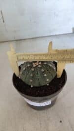 ASTROPHYTUM ASTERIAS Nº 848 – vaso 11 - Imagem 4