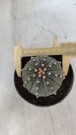 ASTROPHYTUM ASTERIAS Nº 848 – vaso 11