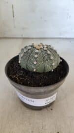 ASTROPHYTUM ASTERIAS Nº 849 – vaso 11 - Imagem 2