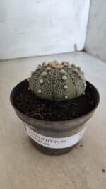ASTROPHYTUM ASTERIAS Nº 849 – vaso 11 - Imagem 10
