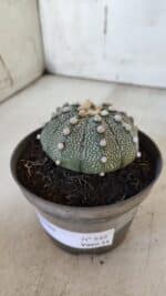 ASTROPHYTUM ASTERIAS Nº 849 – vaso 11 - Imagem 9