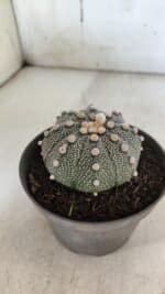 ASTROPHYTUM ASTERIAS Nº 849 – vaso 11 - Imagem 8