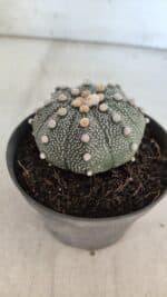 ASTROPHYTUM ASTERIAS Nº 849 – vaso 11 - Imagem 7