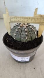ASTROPHYTUM ASTERIAS Nº 849 – vaso 11 - Imagem 6