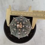 ASTROPHYTUM ASTERIAS Nº 849 – vaso 11