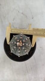 ASTROPHYTUM ASTERIAS Nº 849 – vaso 11
