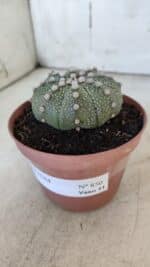 ASTROPHYTUM ASTERIAS Nº 850 – vaso 11 - Imagem 9