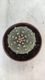 ASTROPHYTUM ASTERIAS Nº 850 – vaso 11 - Imagem 8