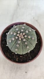 ASTROPHYTUM ASTERIAS Nº 850 – vaso 11 - Imagem 3