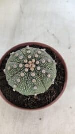 ASTROPHYTUM ASTERIAS Nº 850 – vaso 11 - Imagem 7