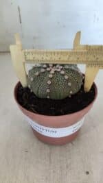 ASTROPHYTUM ASTERIAS Nº 850 – vaso 11