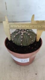 ASTROPHYTUM ASTERIAS Nº 850 – vaso 11 - Imagem 6