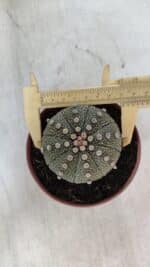 ASTROPHYTUM ASTERIAS Nº 850 – vaso 11 - Imagem 5