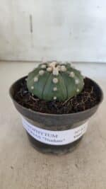 ASTROPHYTUM ASTERIAS "NUDUM"  Nº 851 – vaso 11 - Imagem 2