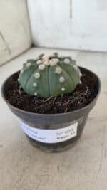 ASTROPHYTUM ASTERIAS "NUDUM"  Nº 851 – vaso 11 - Imagem 8