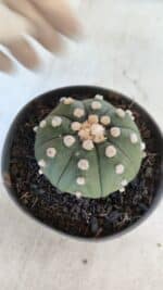 ASTROPHYTUM ASTERIAS "NUDUM"  Nº 851 – vaso 11 - Imagem 7