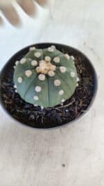 ASTROPHYTUM ASTERIAS "NUDUM"  Nº 851 – vaso 11 - Imagem 6