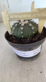 ASTROPHYTUM ASTERIAS "NUDUM"  Nº 851 – vaso 11 - Imagem 4