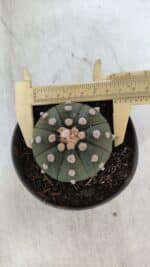 ASTROPHYTUM ASTERIAS "NUDUM"  Nº 851 – vaso 11
