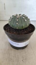 ASTROPHYTUM ASTERIAS Nº 852 – vaso 11 - Imagem 2