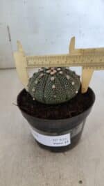 ASTROPHYTUM ASTERIAS Nº 852 – vaso 11 - Imagem 4