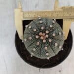 ASTROPHYTUM ASTERIAS Nº 852 – vaso 11