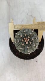ASTROPHYTUM ASTERIAS Nº 852 – vaso 11