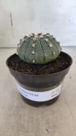 ASTROPHYTUM ASTERIAS Nº 852 – vaso 11 - Imagem 12