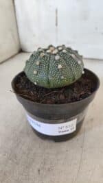 ASTROPHYTUM ASTERIAS Nº 852 – vaso 11 - Imagem 11