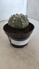 ASTROPHYTUM ASTERIAS Nº 852 – vaso 11 - Imagem 10