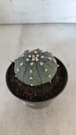 ASTROPHYTUM ASTERIAS Nº 852 – vaso 11 - Imagem 8