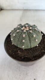 ASTROPHYTUM ASTERIAS Nº 852 – vaso 11 - Imagem 7