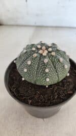 ASTROPHYTUM ASTERIAS Nº 852 – vaso 11 - Imagem 6