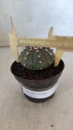 ASTROPHYTUM ASTERIAS Nº 852 – vaso 11 - Imagem 5