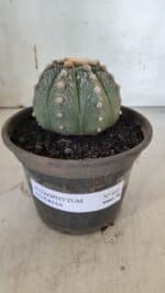 ASTROPHYTUM ASTERIAS Nº 860 – vaso 15 - Imagem 2