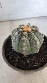 ASTROPHYTUM ASTERIAS Nº 860 – vaso 15 - Imagem 9