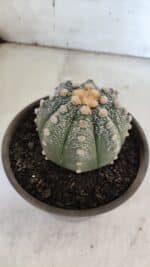 ASTROPHYTUM ASTERIAS Nº 860 – vaso 15 - Imagem 8