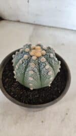ASTROPHYTUM ASTERIAS Nº 860 – vaso 15 - Imagem 7
