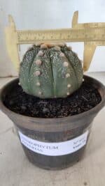 ASTROPHYTUM ASTERIAS Nº 860 – vaso 15 - Imagem 4