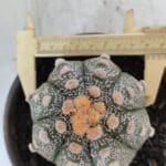 ASTROPHYTUM ASTERIAS Nº 860 – vaso 15