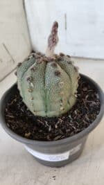 ASTROPHYTUM ASTERIAS Nº 861 – vaso 15 - Imagem 9