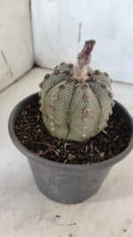 ASTROPHYTUM ASTERIAS Nº 861 – vaso 15 - Imagem 8