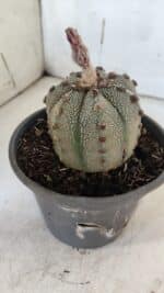 ASTROPHYTUM ASTERIAS Nº 861 – vaso 15 - Imagem 7