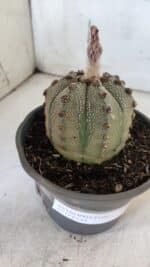 ASTROPHYTUM ASTERIAS Nº 861 – vaso 15 - Imagem 6