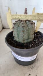 ASTROPHYTUM ASTERIAS Nº 861 – vaso 15 - Imagem 5