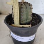 ASTROPHYTUM ASTERIAS Nº 861 – vaso 15